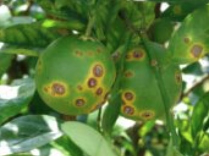 AI, Drones, and the Future of Farming: A Game Changer for Plant Disease Detection and Food Security AI, Drones, and the Future of Farming: A Game Changer for Plant Disease Detection and Food Security