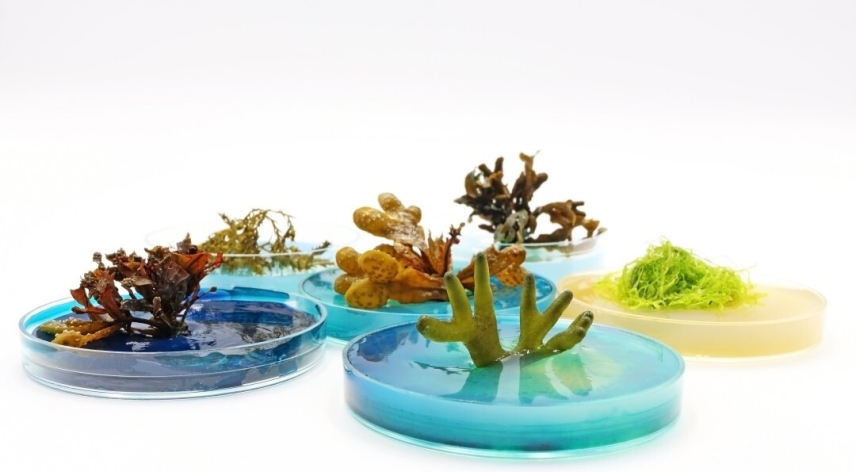 How the genetic blueprint of macroalgae unlocks multicellularity and innovation