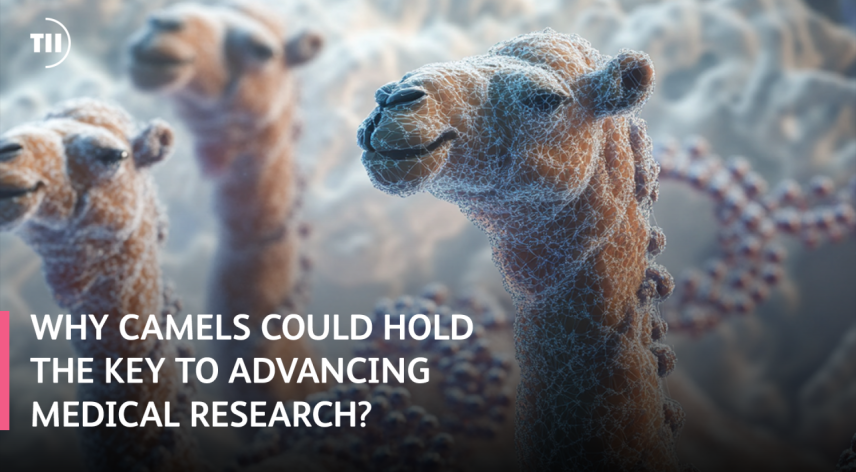 Why Camels Could Hold the Key to Advancing Medical Research